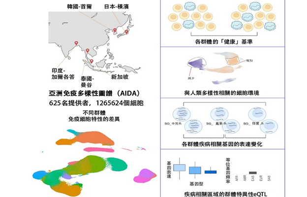 理研參與創建亞洲免疫多樣性圖譜並確立健康基準，助力精準疾病診斷與有效治療