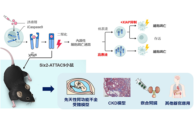 慈惠醫大全球首次成功開發出腎功能不全模型小鼠，為解明慢性腎臟病的病理、異種移植和再生醫療帶來新可能