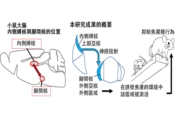 理研發現可抑制過度焦慮的腦神經廻路，為治療精神病疾患開闢新路徑