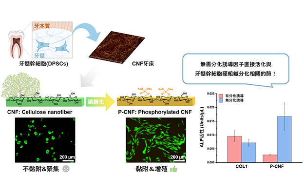 九州大學利用植物來源物質製作再生牙齒牙牀，成功培養出人類牙髓幹細胞