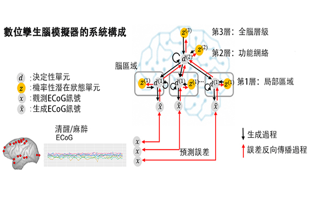 開發靈長類大腦功能的數字孿生，助力闡明精神與神經疾病的病理並實現個性化治療