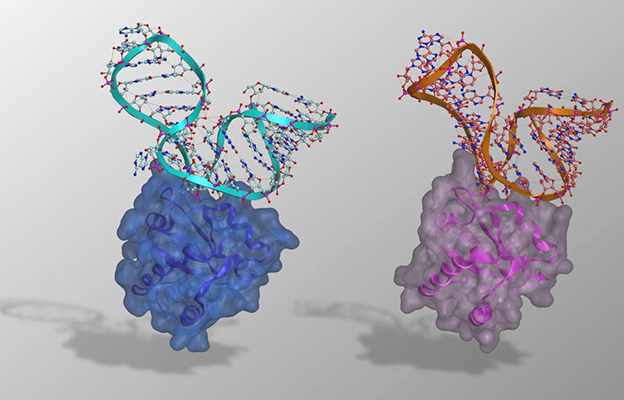 宮崎大學等闡明兩種人工RNA-蛋白質複合體的基礎結構