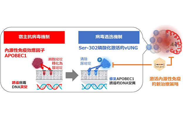 東京大學證實人體內具有抗病毒能力，明確病毒逃逸機制，提出新治療方案