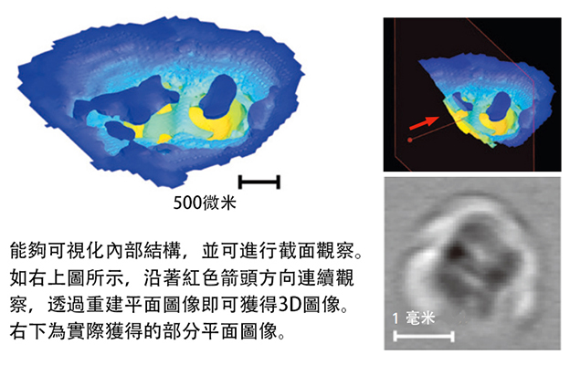 早稻田大學等無損3D成像內耳耳蝸的微結構，利用太赫茲波反射時間觀察形狀進行診斷