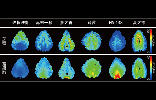 北海道大學通過定量質譜成像視覺化呈現草莓味道差異