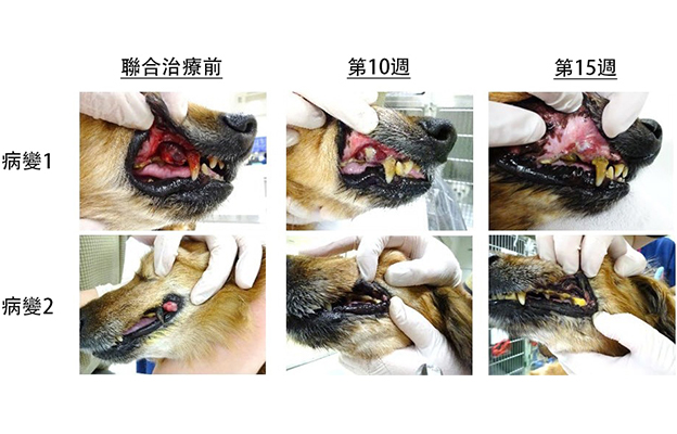 北海道大學證實抗CTLA-4抗體治療對犬類癌症有效，期待免疫療法的實用化