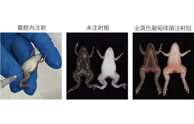 岡山大學製備出非洲爪蟾的細菌感染模型，證實投用抗菌藥物可有效抑制感染死亡