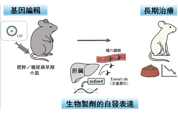 大阪大學構建肝臟內產生生物藥物的「體內工廠」，糖尿病治療中一次效果可持續6個月以上