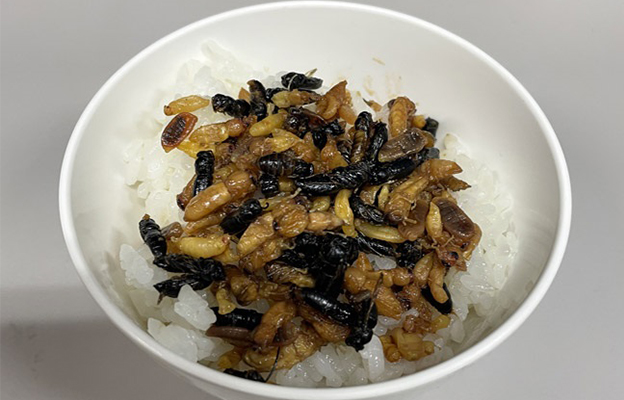 神戶大學等通過DNA分析發現：食用胡蜂的食譜有324種，包含脊椎動物在內