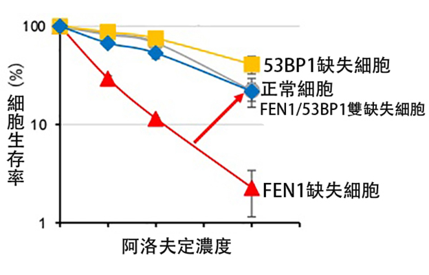 東京都立大學揭示細胞對核苷類似物「阿洛夫定」細胞毒性的抵禦機制，有望開發新型抗癌藥物