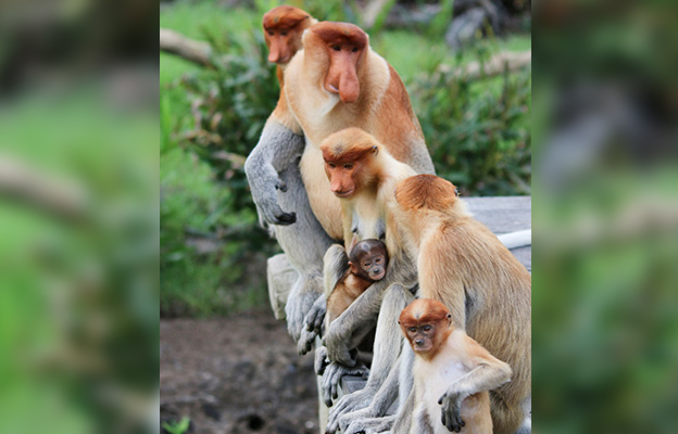 長鼻猴的雄性：碩大鼻子造就個性聲音，用於彼此識別？