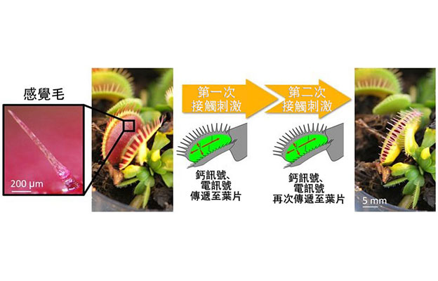 埼玉大學與基礎生物學研究所證明：「植物也有感覺」