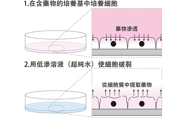 九州大學研發出細胞破裂後5秒內提取細胞質的方法，實現癌細胞藥物攝取量的簡便直接測量