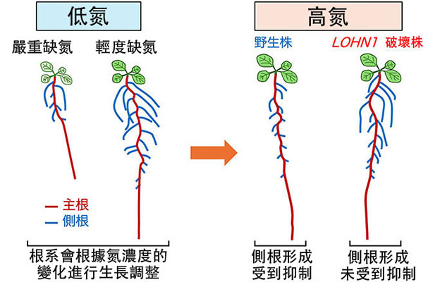 九州大學闡明植物資訊信號傳遞機制：氮含量過高會抑制根系生長
