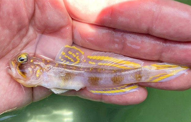 鮮豔黃色條紋的新種蝦虎魚……莫非釣上了那個人氣漫畫的角色？！