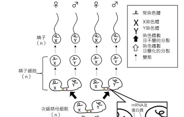 廣島大學牛性別分選技術推廣項目獲蓋茨基金會2.6億日元資助