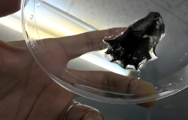 島根大學、和歌山高專等成功破譯了吸血烏賊的巨大基因組，為解開神秘深海生物基因組多樣性之謎提供了新見解