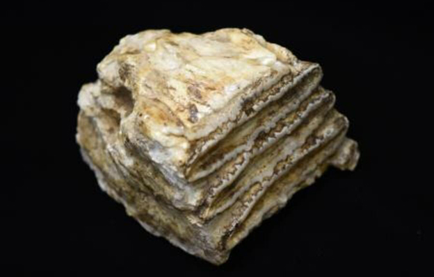 日本團隊宣佈成功解析「諾氏古菱齒象」DNA