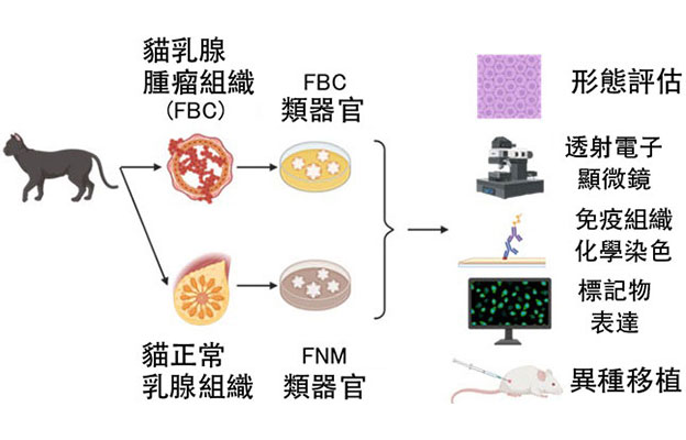 東京農工大學利用類器官再現貓乳腺癌，發現與人類癌症共通的惡化機制