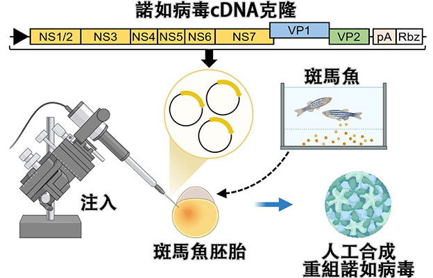 阪大微生物病研究所利用魚卵人工合成諾如病毒，將cDNA選殖直接注入魚卵實現增殖