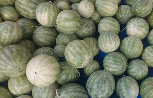 三重大學和近畿大學發現：種子用西瓜提取物具有促進皮脂合成的效果，或可改善皮膚屏障功能