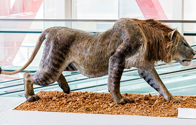 關注：研究發現洞獅曾廣泛分佈於日本列島