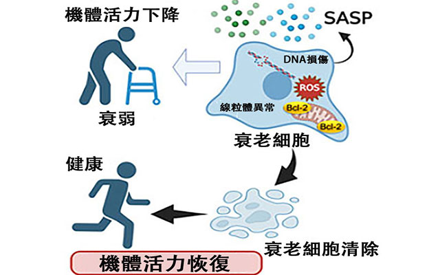 京都大學開發出清除老化細胞的新型療法，有望減輕慢性發炎並改善年齡相關疾病