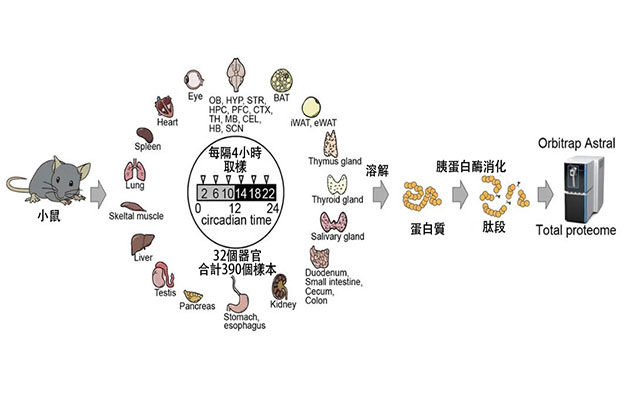 東京都醫學綜合研究所：繪製出32個器官的「小鼠生物鐘蛋白質組圖譜」，奠定解析蛋白質功能的基礎