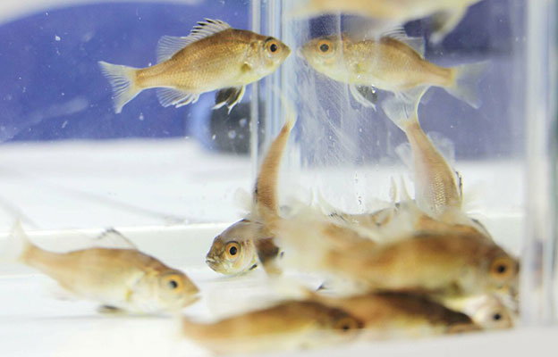 日本近畿大學實現高級食材「喉黑魚」完全養殖