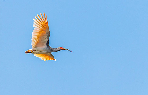 環境省5月底在能登放飛朱䴉 為本州地區首次