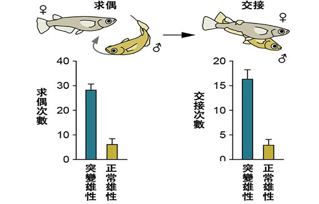 東京大學：雄性特有行為需要大腦產生的雌性激素