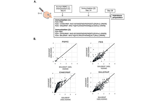 東海大學開發出新一代小鼠模型，產生單個IgG抗體並成功再現不同人類免疫反應