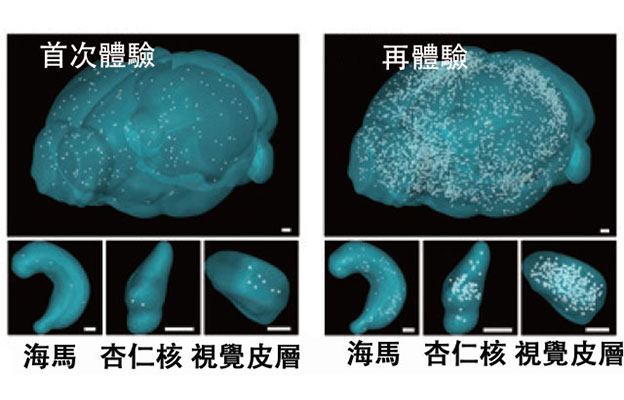 理研發現記憶鞏固新機制，填充腦內間隙的星狀神經膠細胞充當關鍵「開關」