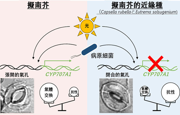 京都大學揭示病菌使氣孔開啟並侵入的過程，為利用基因組編輯培育抗菌作物開闢道路