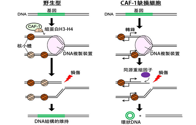 遺傳研等利用出芽酵母闡明環狀DNA的生成機制，助力理解癌細胞的異常形成