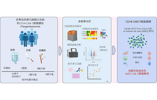 京都大學團隊發現CAR-T細胞療法生物標誌物，有望提升急性淋巴細胞白血病熟化速率