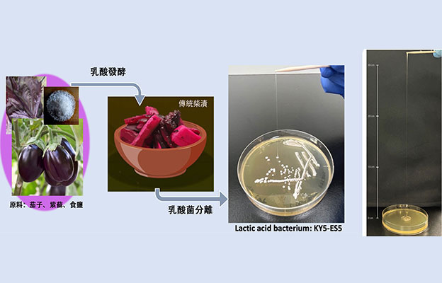 東京科學大學從「柴漬」醃菜中發現新型乳酸菌，獨特結構形成高粘性