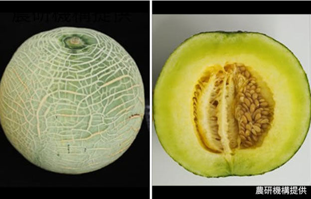 日本農研機構等利用基因編輯技術開發出可調整「最佳食用期」的網紋洋香瓜