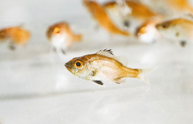 近畿大學實現高級魚種——喉黑魚的完全養殖