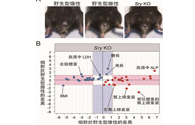 理研：Y染色體上的基因控制體型與臟器重量，對小鼠性差異實現定量數據化