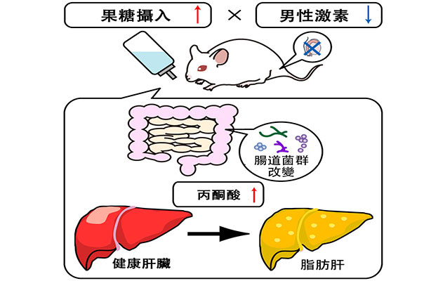 大阪公立大學：男性激素減少與果糖攝入會協同促進脂肪肝，原因為丙酮酸升高