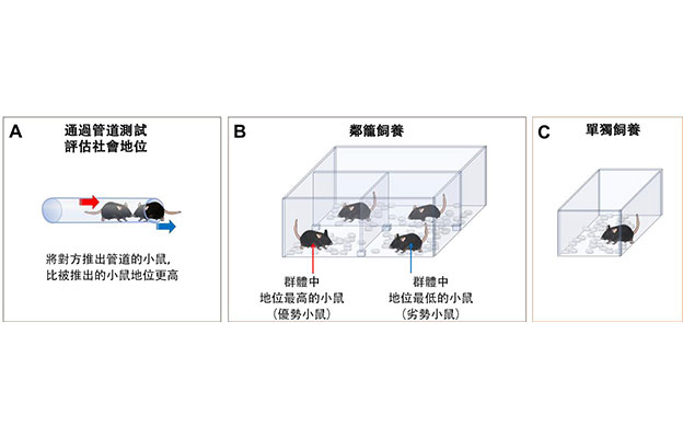 一起睡？還是一個人睡？——「社會性」改變睡眠質量