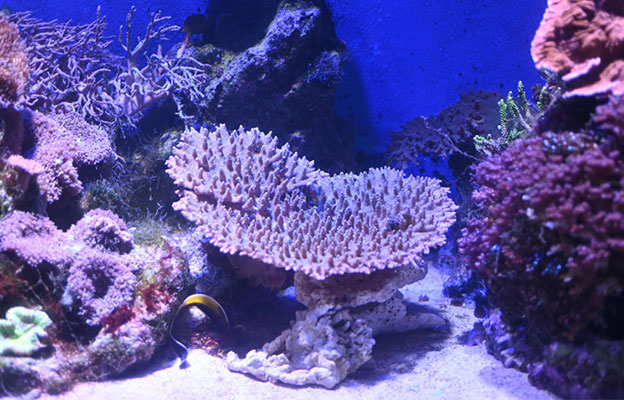 立教大學等調查發現桌形珊瑚的生存北限北移30公里，到達橫須賀市