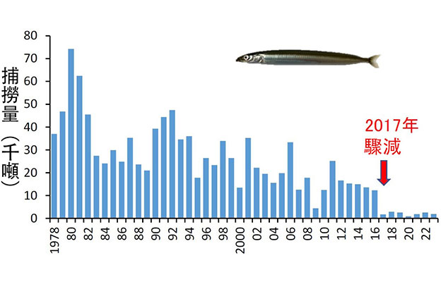 廣島大學解明玉筋魚捕撈量為何在2017年驟減？
