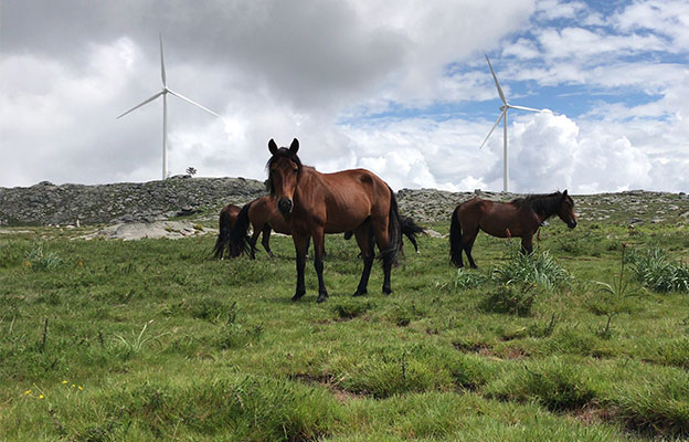 日本綜合研究大學院大學與京都大學研究發現：野生馬群互不混雜