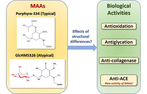 名城大學：海藻產生的MAA具有抑制血壓升高的作用