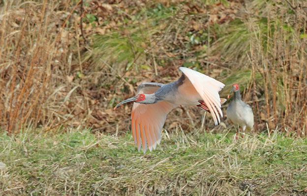 日本環境省紅色名錄下調朱䴉瀕危等級