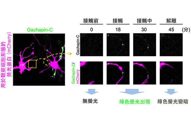 大阪大學等新開發出螢光感測器Gachapin，即時視覺化細胞的瞬時接觸及「自接觸」