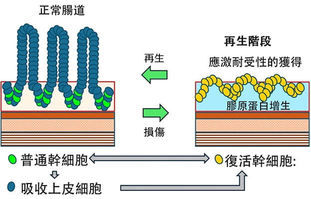 東京科學大學發現支撐腸道再生的復活幹細胞新機制