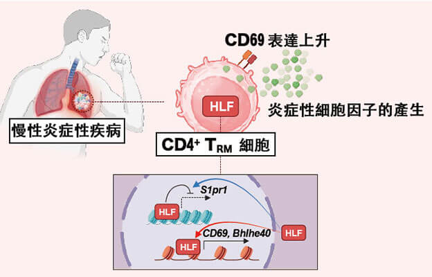 千葉大學鎖定慢性發炎的致病蛋白，為開發氣喘及自體免疫疾病新療法開闢道路